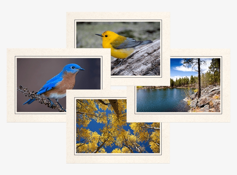 About My Note Cards - Photography, transparent png download