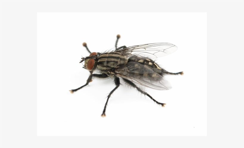 Got A House Fly Problem - Paris, transparent png download