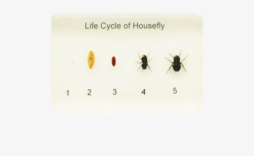 Life Cycle Of A Housefly - Housefly, transparent png download