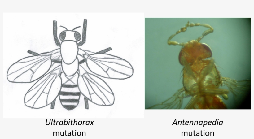 Left Sketch Of The Effect Of Mutating The Ultrabithorax - Drosophila Antennapedia, transparent png download