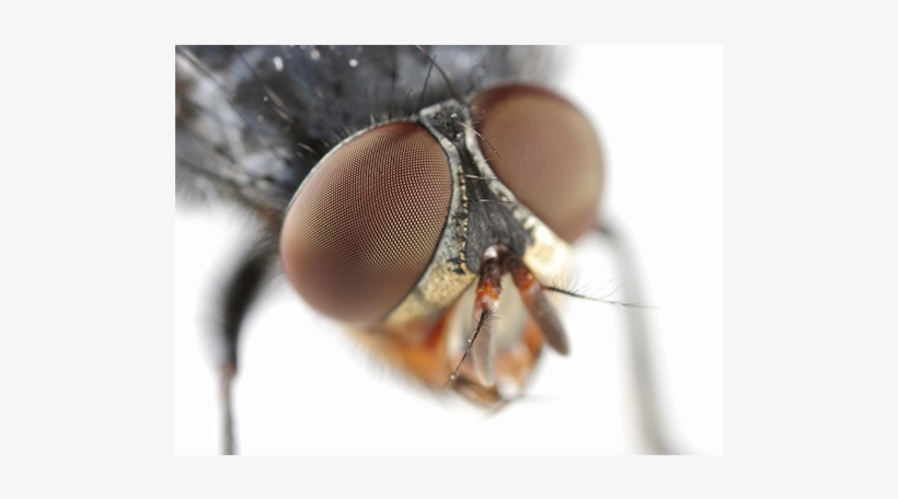 Fly Control - Fly Eye Png, transparent png download