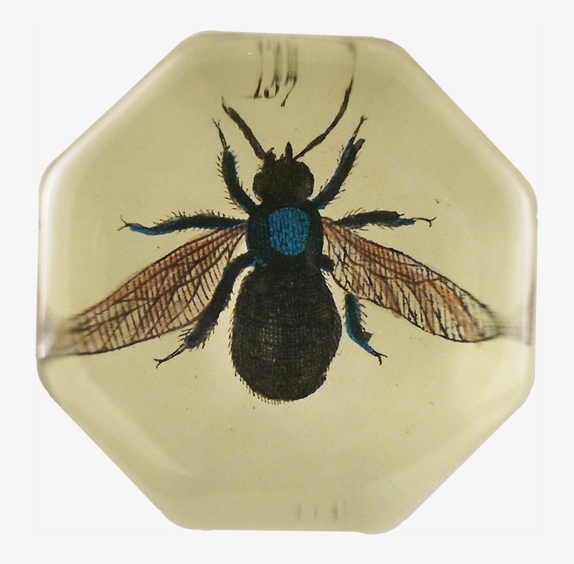 House Fly Png, transparent png download