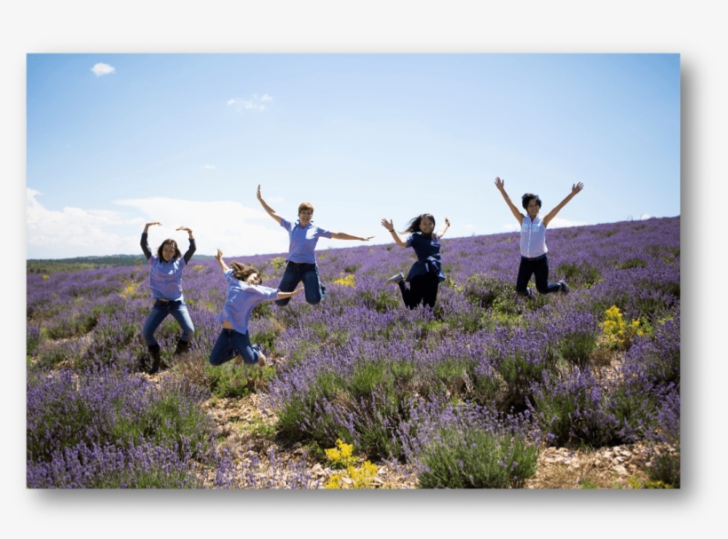 Young Living- Essential Oils 101 Basics - Oil, transparent png download
