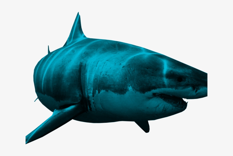 Great White Shark Clipart Shark Cage - Great White, transparent png download
