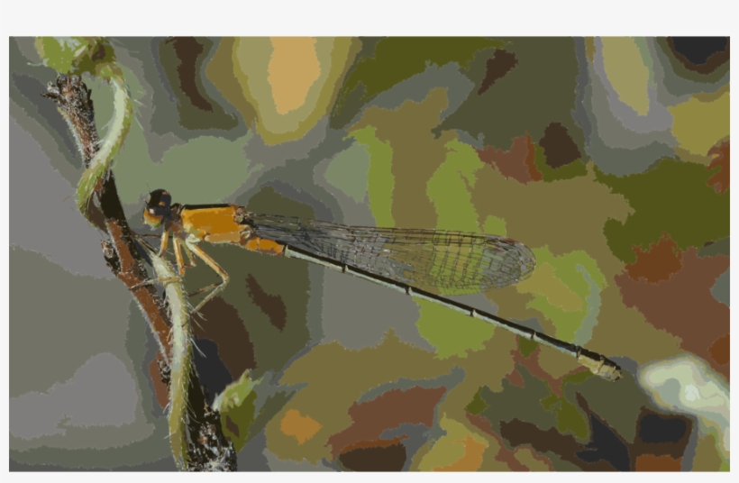 Ischnura Senegalensis, transparent png download
