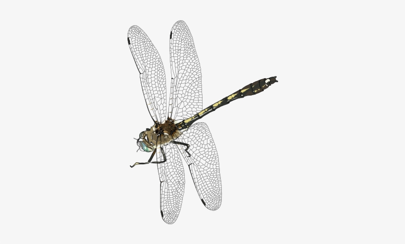 Insect Png Transparent Image Pngpix - Dragonfly Png, transparent png download