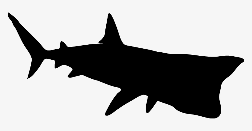 Living Seas - Carcharhiniformes, transparent png download