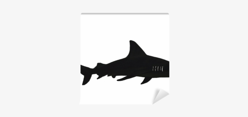 Shark, transparent png download