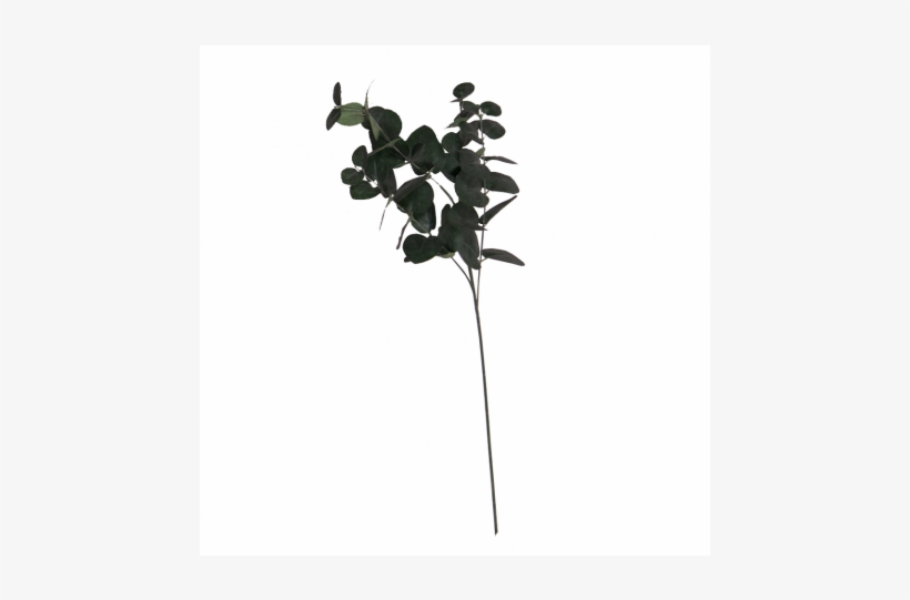 Eucalyptus - Silhouette, transparent png download
