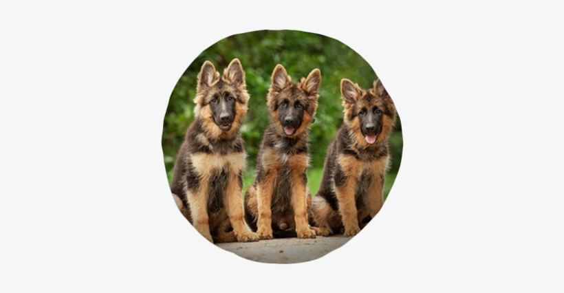 Three German Shepherd Puppies Tufted Floor Pillow - Traits For A German Shepherd, transparent png download