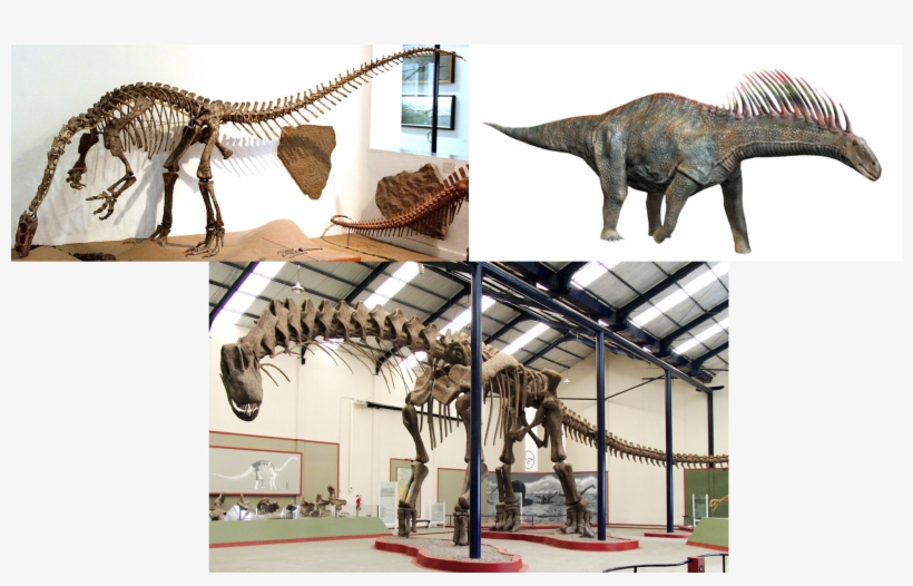 Argentinosaurus Huinculensis, transparent png download