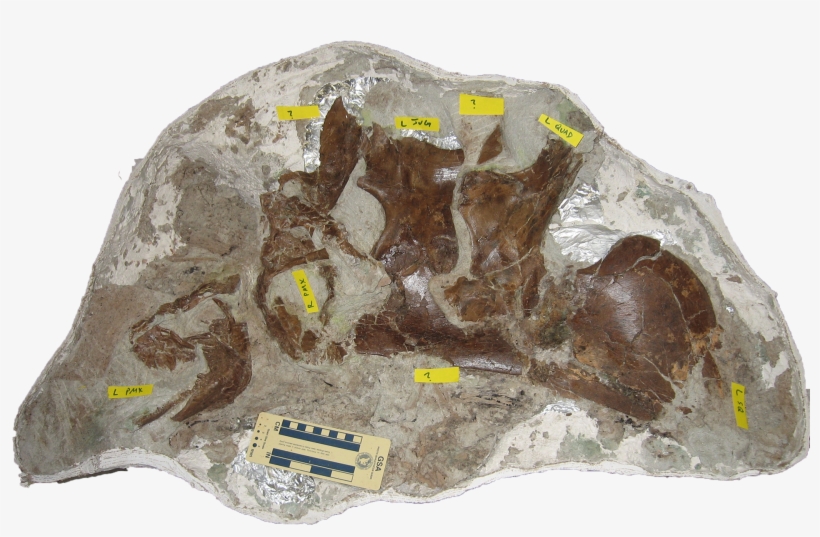 Avaceratops Lab Clean - Avaceratops Triebold, transparent png download