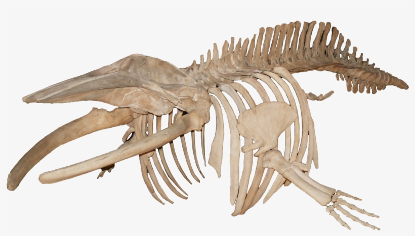 Balanoptera Acutorostrata Minke Whale - Blue Whale Skeleton Png, transparent png download