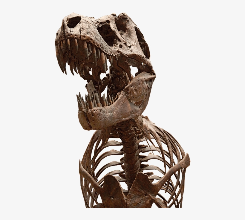 Tyrannosaurus, transparent png download