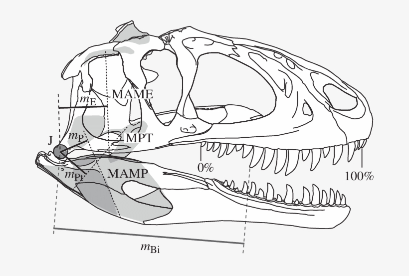 Biomechanical Profiling By Application Of A Simple - Bone, transparent png download