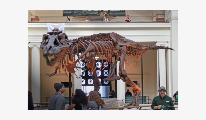 Field Museum Of Natural History, transparent png download