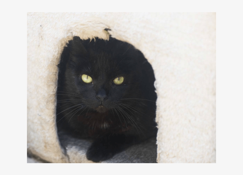 Photo Of Ak1744 Princess Bubblegum - Black Cat, transparent png download