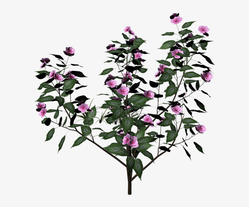 Flower, transparent png download