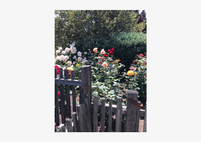 Memory Rose Garden For My Mom When I Miss Her Miracle - Garden Roses, transparent png download