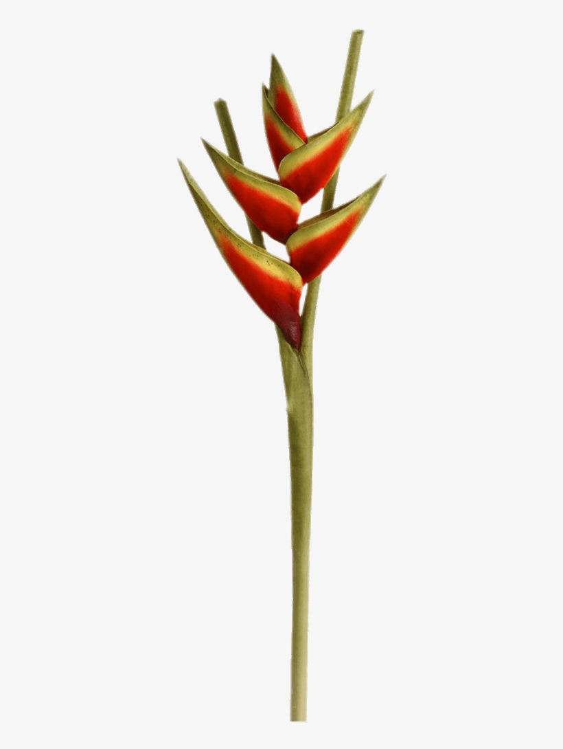 Heliconia Flower - Bird Of Paradise Transparent Background, transparent png download