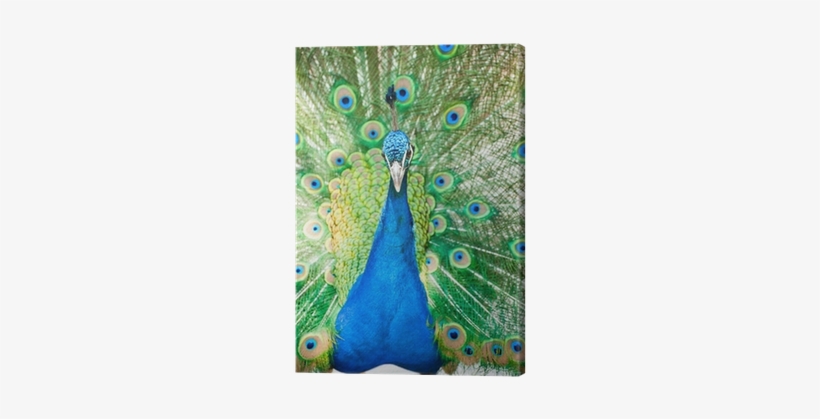 Male Indian Peacock Showing Its Feathers Canvas Print - Pavo Real Macho, transparent png download
