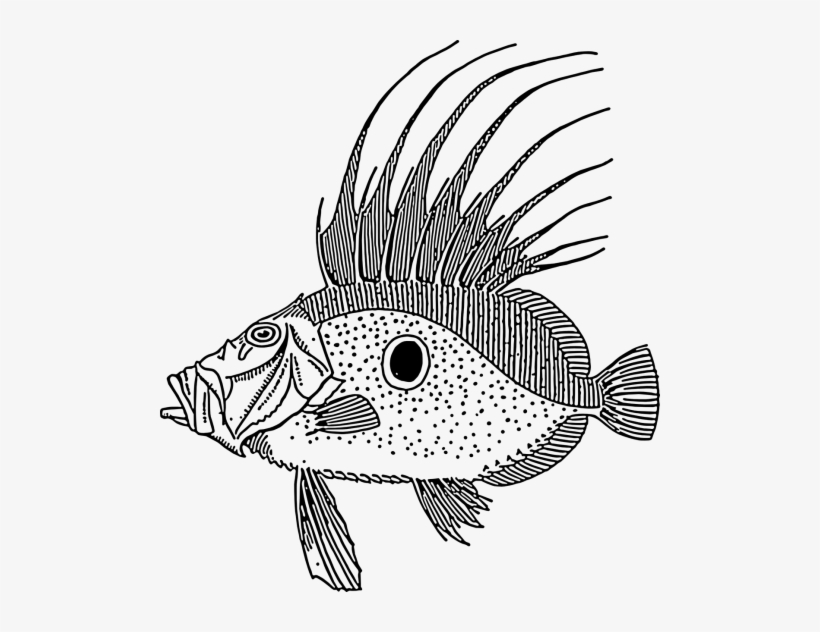 Large Black And White Fish, transparent png download