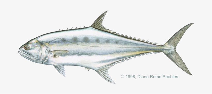 And / Scomberoides Lysan - Spotted Leather Skin Fish, transparent png download