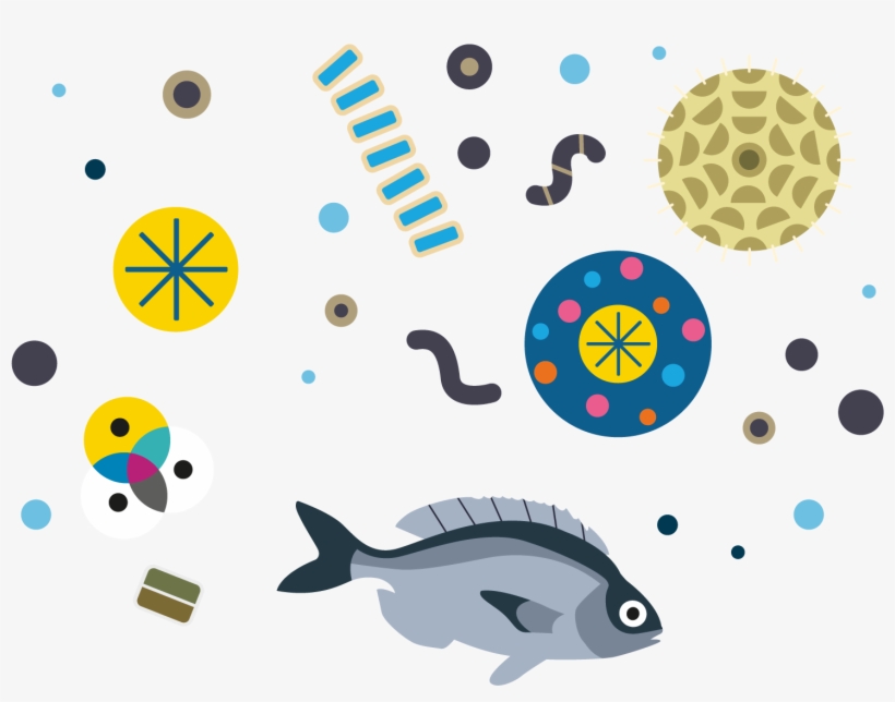 Download Fish And Plankton Illustration Illustration Transparent Png 1500x1500 Free Download On Nicepng