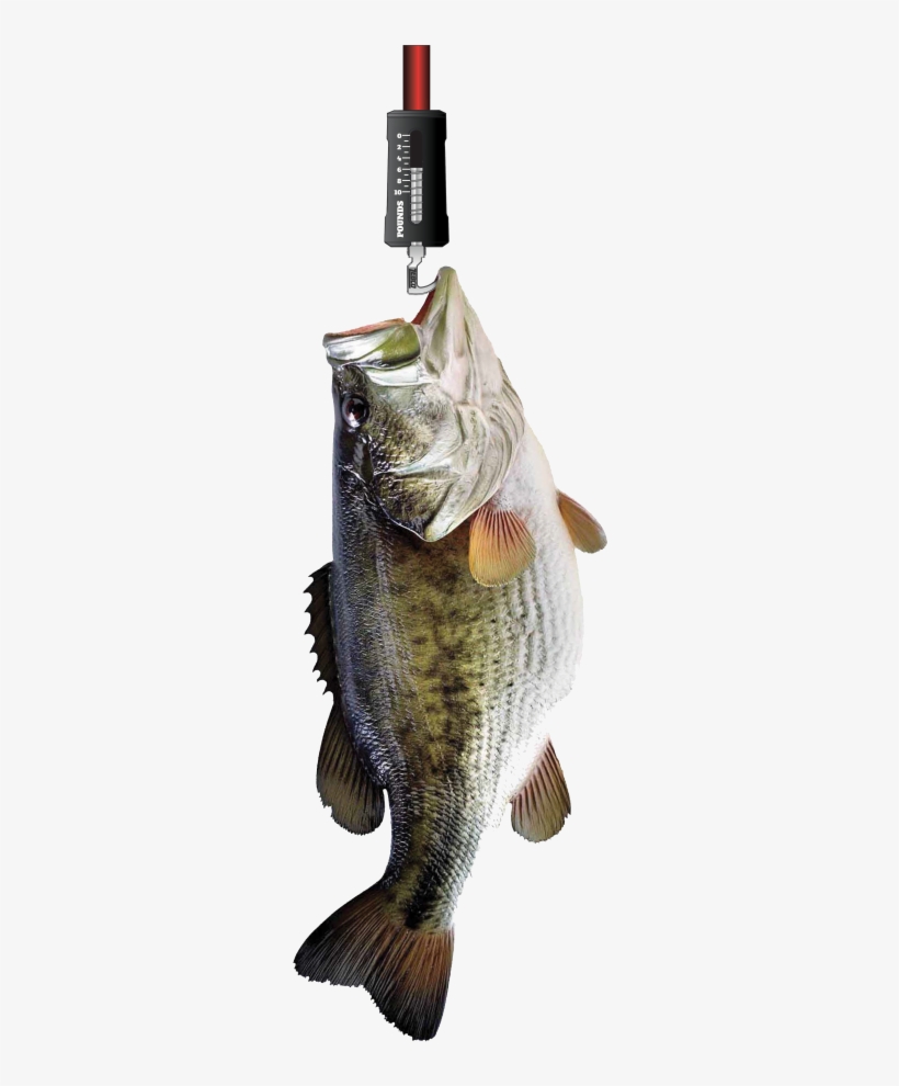 Thumbnail 5 - Weigh Fish, transparent png download