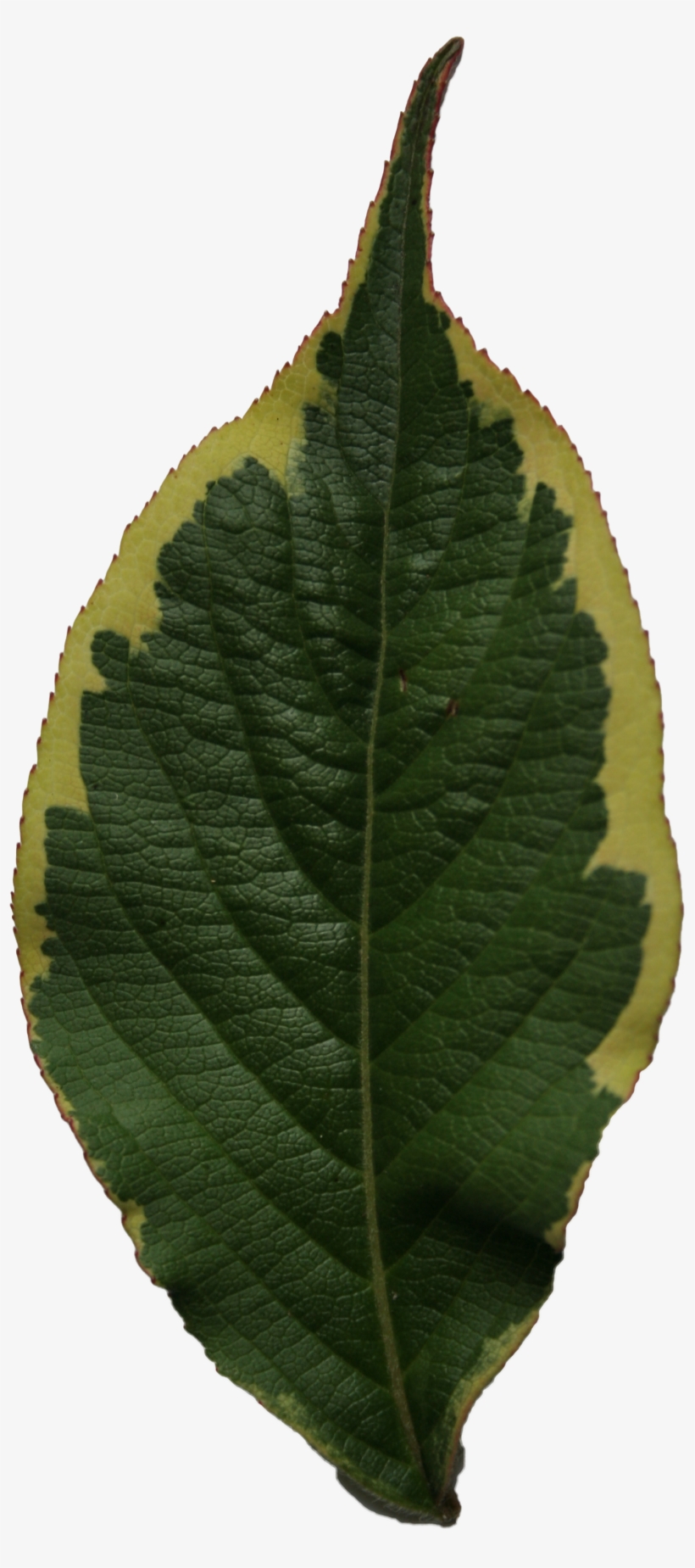 2d Leaves - Tree, transparent png download