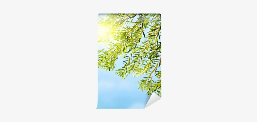 Olive, transparent png download