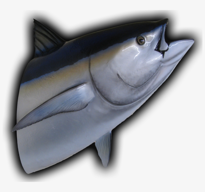 Bluefin Tuna Head Mount Fish Replica - Tuna, transparent png download
