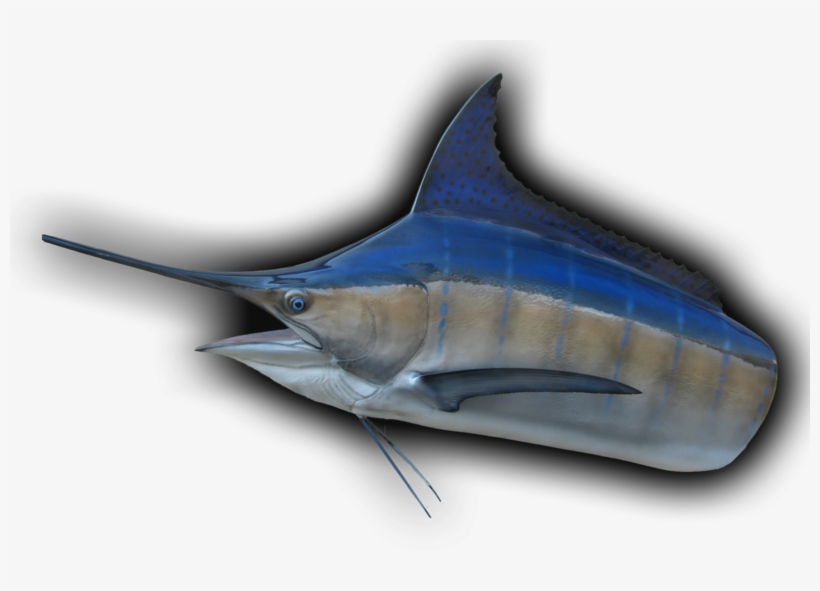 Marlin, Head Mount Fish Mount - Atlantic Blue Marlin, transparent png download