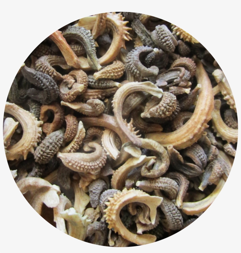 Close-up Photo Of Pacific Beauty Calendula Seeds - Candy, transparent png download