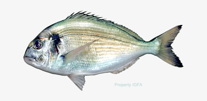 Pagrus Major, transparent png download