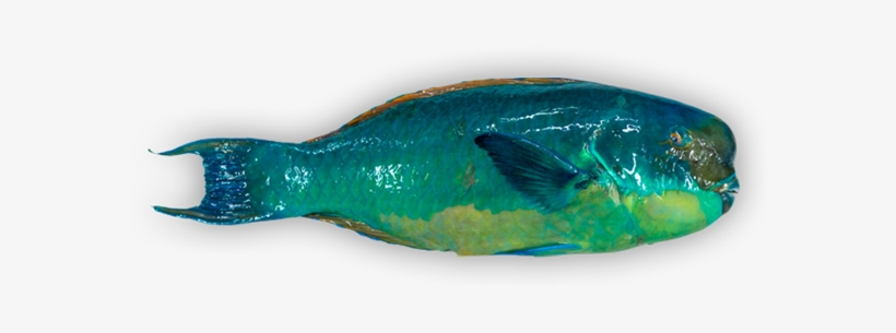 Steephead Parrotfish - Okra Peji, transparent png download