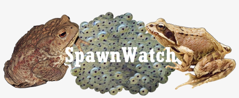 Spawnwatch 2018 - Oak Toad, transparent png download