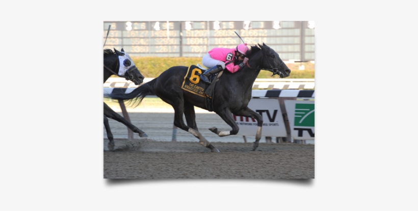 Swagger Jack - Flat Racing, transparent png download