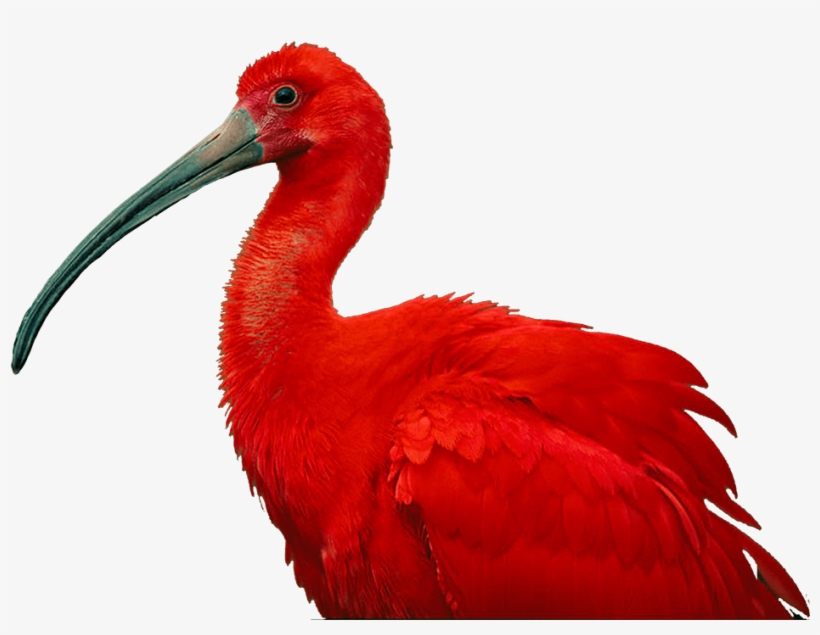 The National Birds Of Trinidad & Tobago - Scarlet Ibis Of Trinidad And Tobago, transparent png download