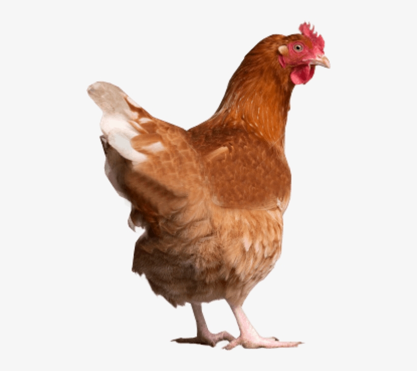 Free Png Chicken Png Images Transparent - Chicken Manual By Laurence Beeken, transparent png download