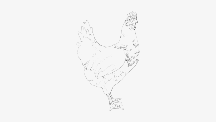 Drawing - Free Range Chicken Drawing, transparent png download