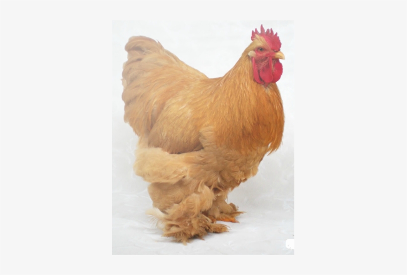 Coming Now To The Varieties Of Cochins, At The Head - Buff Standard Cochin, transparent png download