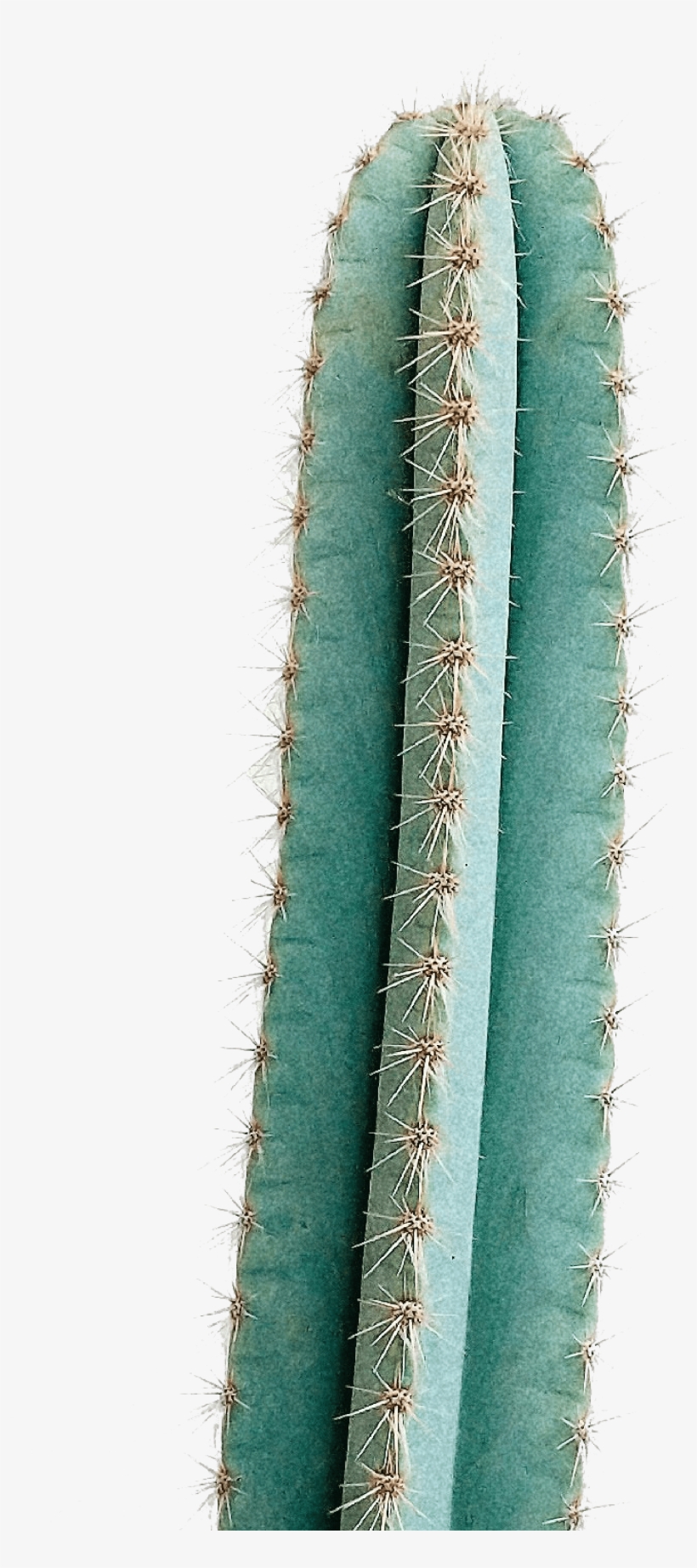 The Land - San Pedro Cactus, transparent png download