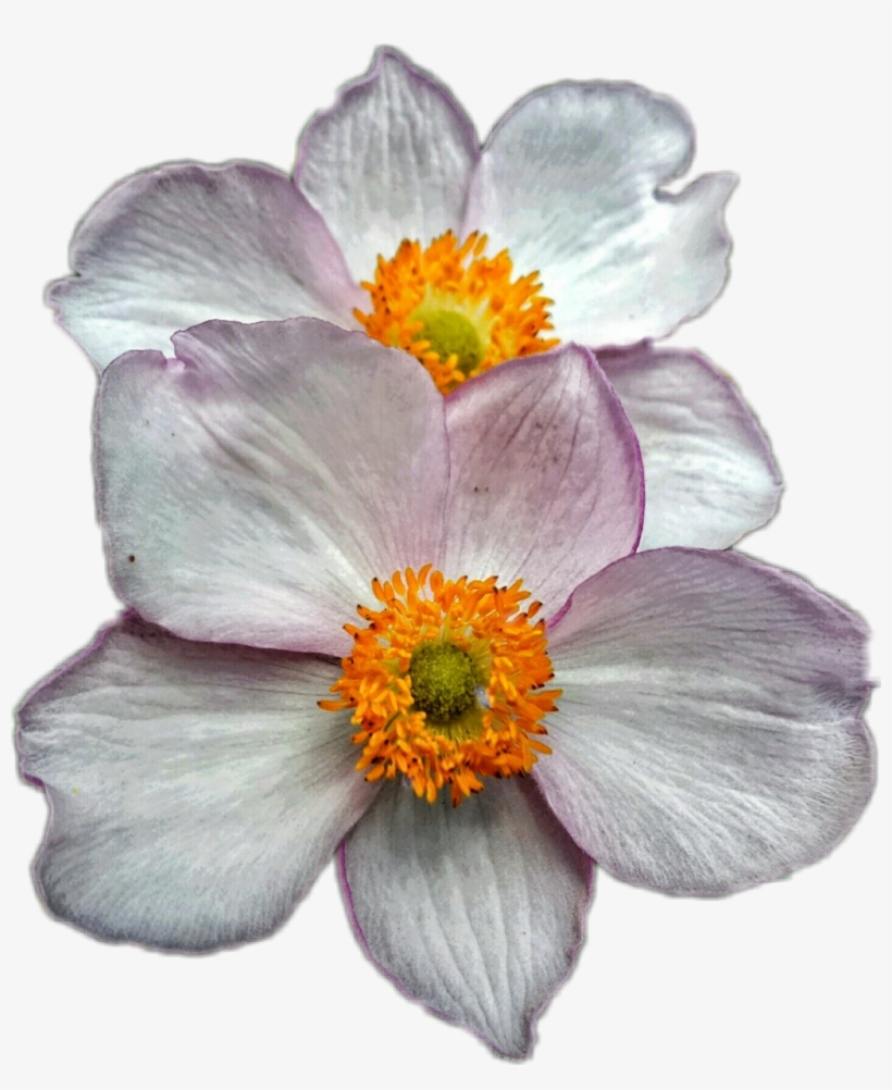 Japanese Anemone, transparent png download