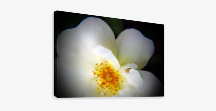 White Heart Petals Canvas Print - Burnet Rose, transparent png download
