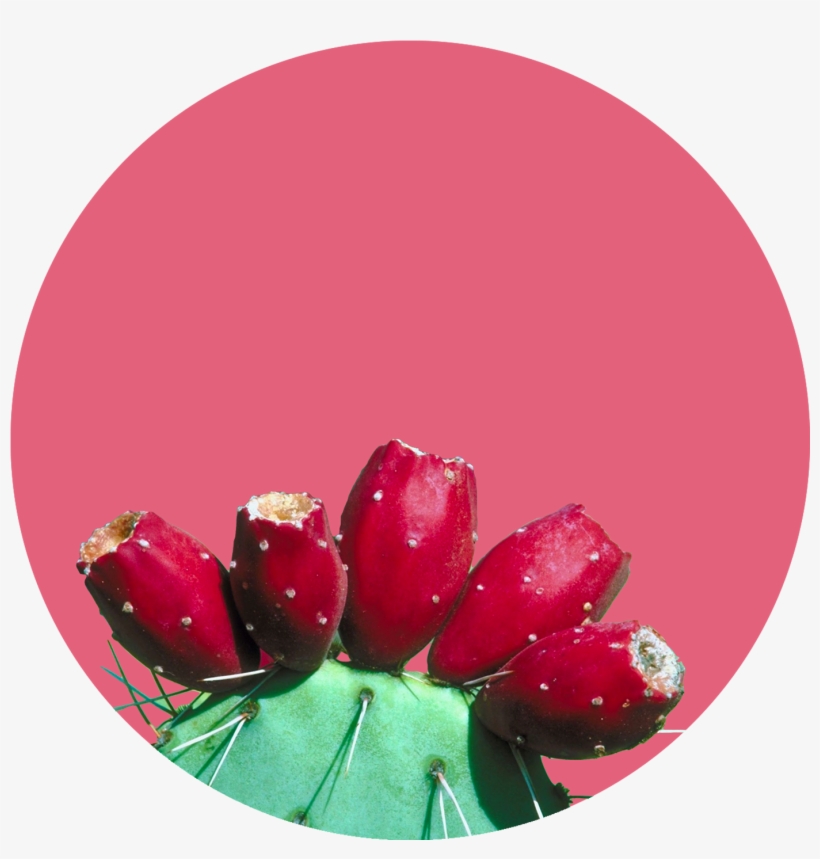 Cactus - Present, transparent png download