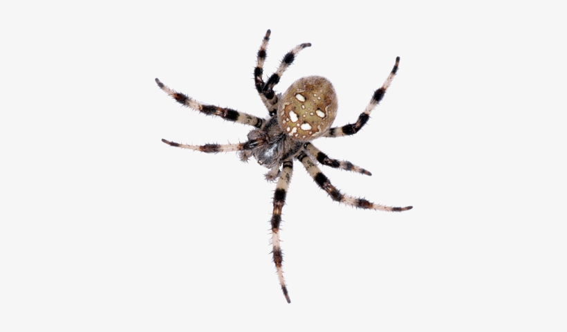 S - Spiders Found In Ontario, transparent png download