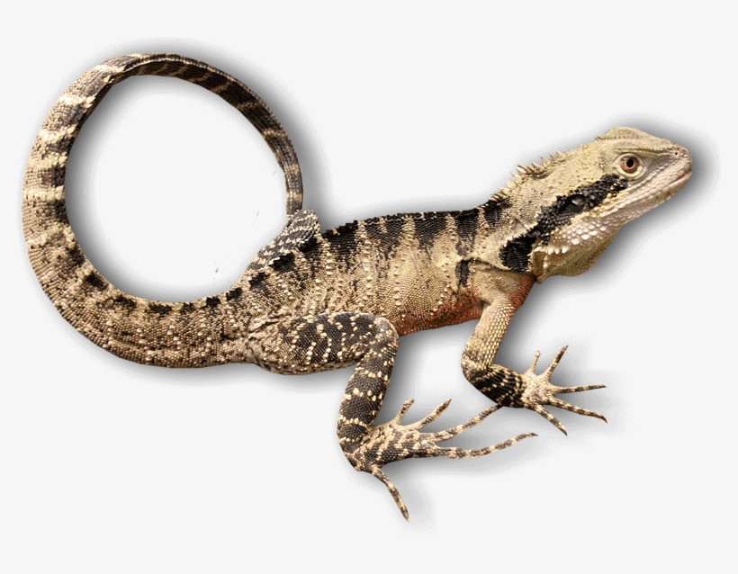 About Kuranda, Tropical Queensland - Transparent Rainforest Animals, transparent png download