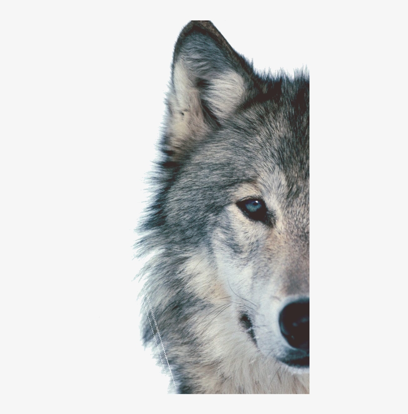 I 1 Wolf Face Background Transparent Png 500x750 Free Download On Nicepng I 1 Wolf Face Background Transparent Png 500x750 Free Download On Nicepng