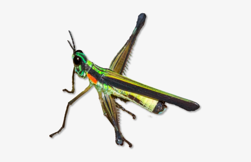 Wildlife Research And Conservation - Research, transparent png download